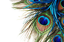 obraz peacock feather wildlife